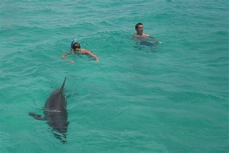 Nagez avec les dauphins à Punta Cana